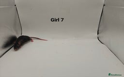 Rat rodents for sale: October Litters: 32 Rats For Sale - Image 15