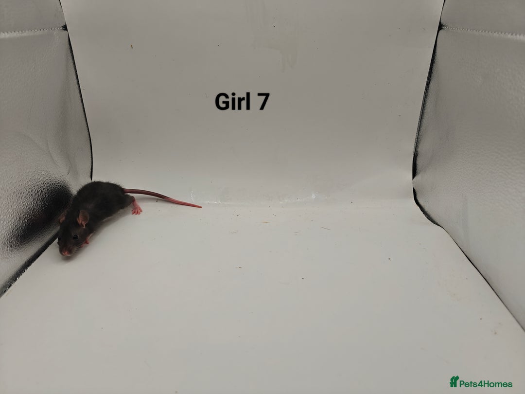 Rat rodents for sale: October Litters: 32 Rats For Sale - Image 15