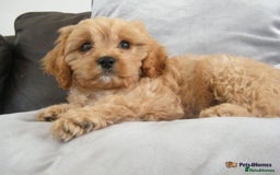 Cavapoo dogs for sale: Red F1 cavapoos Suoerb with full DNA tests - Image 9