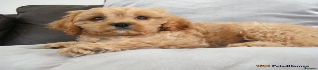 Cavapoo Puppy 1