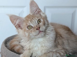 Maine Coon cats Tica registered Maine coon kittens - Advert 3