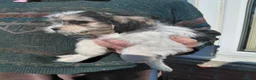 Mixed Breed dogs for sale: Shi tzu X Jackrussell  - Advert 3