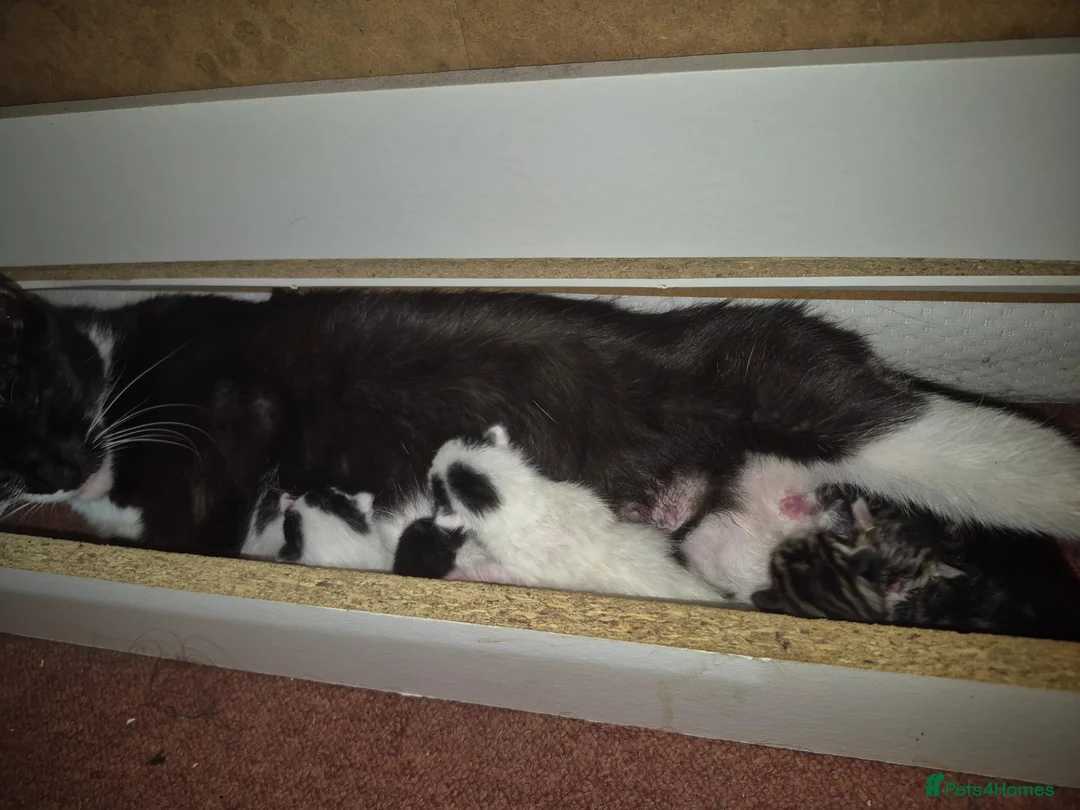 Mixed Breed cats for sale: Kittens - Advert 1