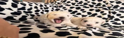 Maltese dogs for sale: Beautiful Maltese Puppies Ready for Loving Homes - Advert 3