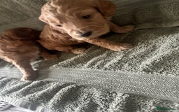 Cockapoo dogs for sale: Beautiful tiny cockapoos!  - Image 3
