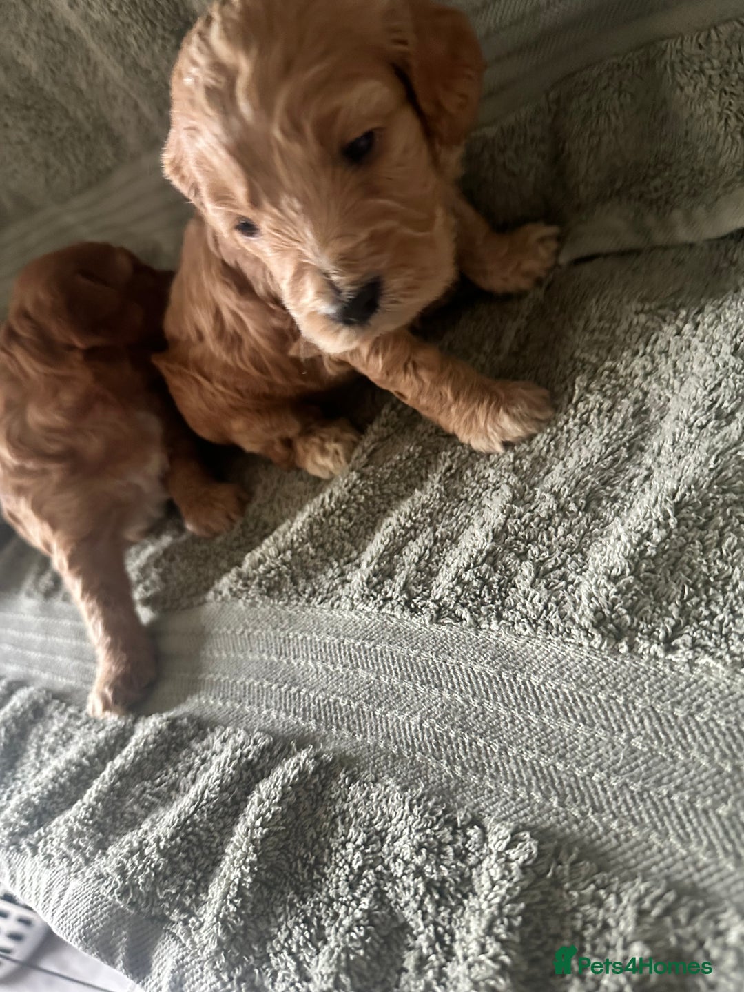 Cockapoo dogs for sale: Beautiful tiny cockapoos!  - Image 3