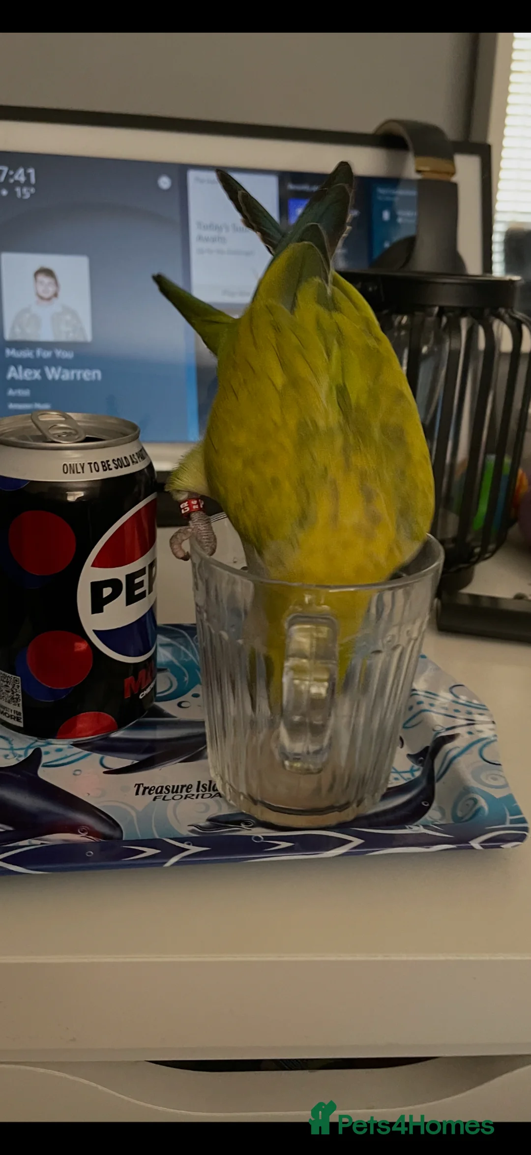 Parrots birds for sale: Beautiful Pallid Quaker in Eastleigh - Advert 3