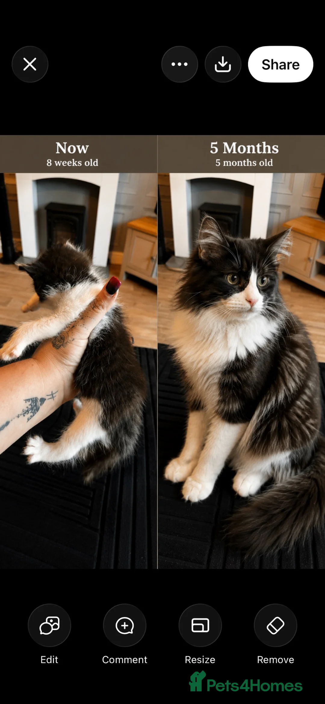 Norwegian Forest Cat cats for sale: Norwegian forest cats  - Advert 2