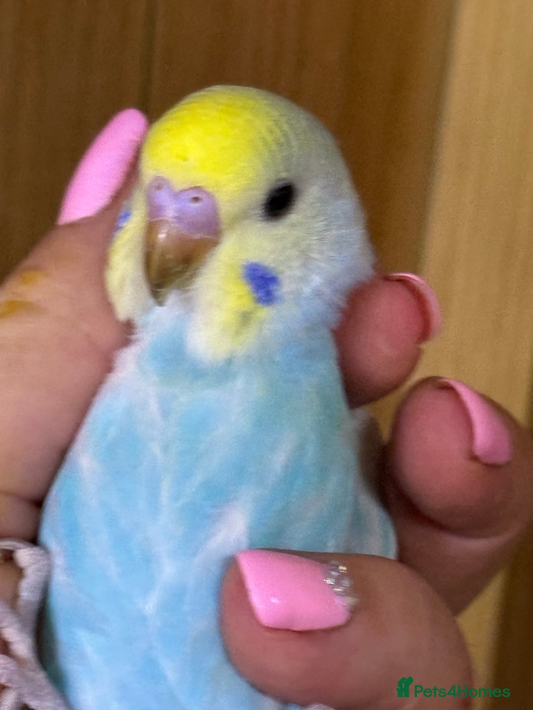 Budgerigars birds for sale: Rainbow budgie hand reared  - Image 18