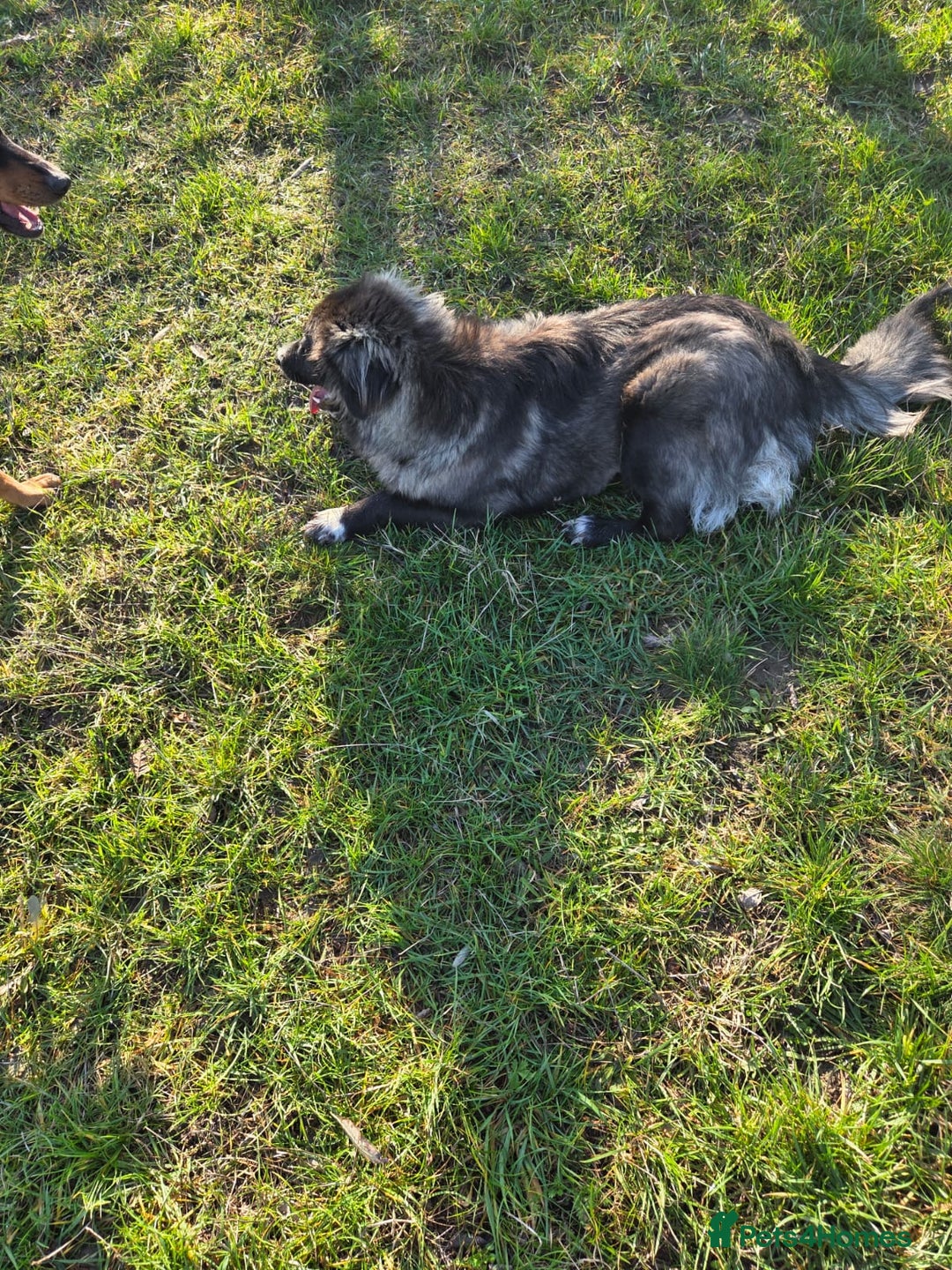 Mixed Breed dogs for adoption: 🐾 BELLA – A Brave Heart Ready to Love Again 💛 - Advert 10