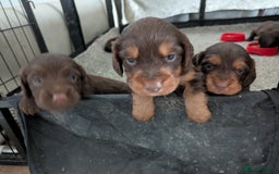 Cocker Spaniel dogs for sale: Chocolate/Chocolate Tan working cocker pups - Advert 5