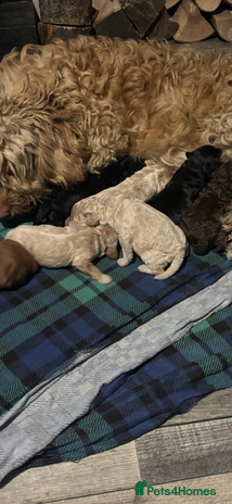 Cavapoo dogs - Advert 2