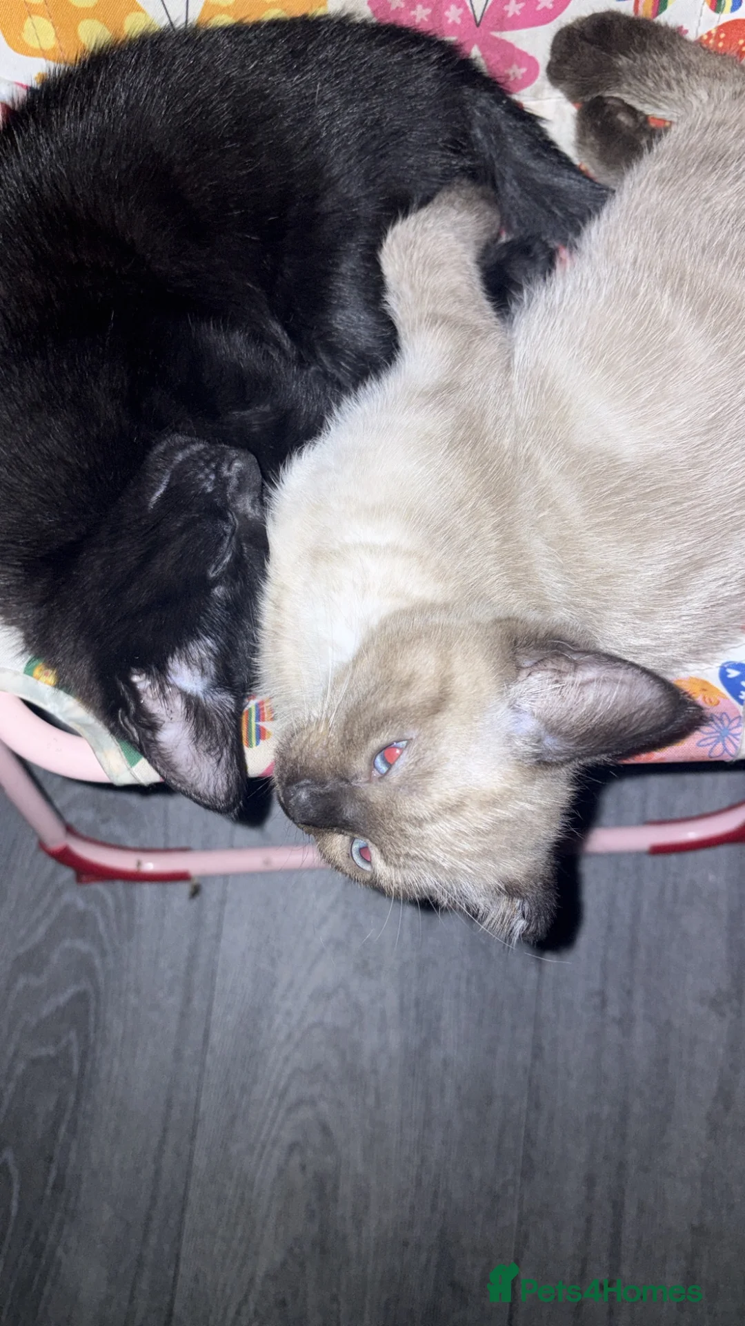 Siamese cats for sale: 2 beautiful kittens for sale a mixed breed  in London - Advert 2