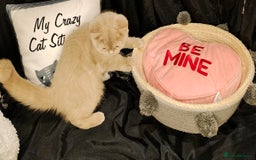 British Longhair cats for sale: Fawn male carrier of longhair Tica  - Image 10
