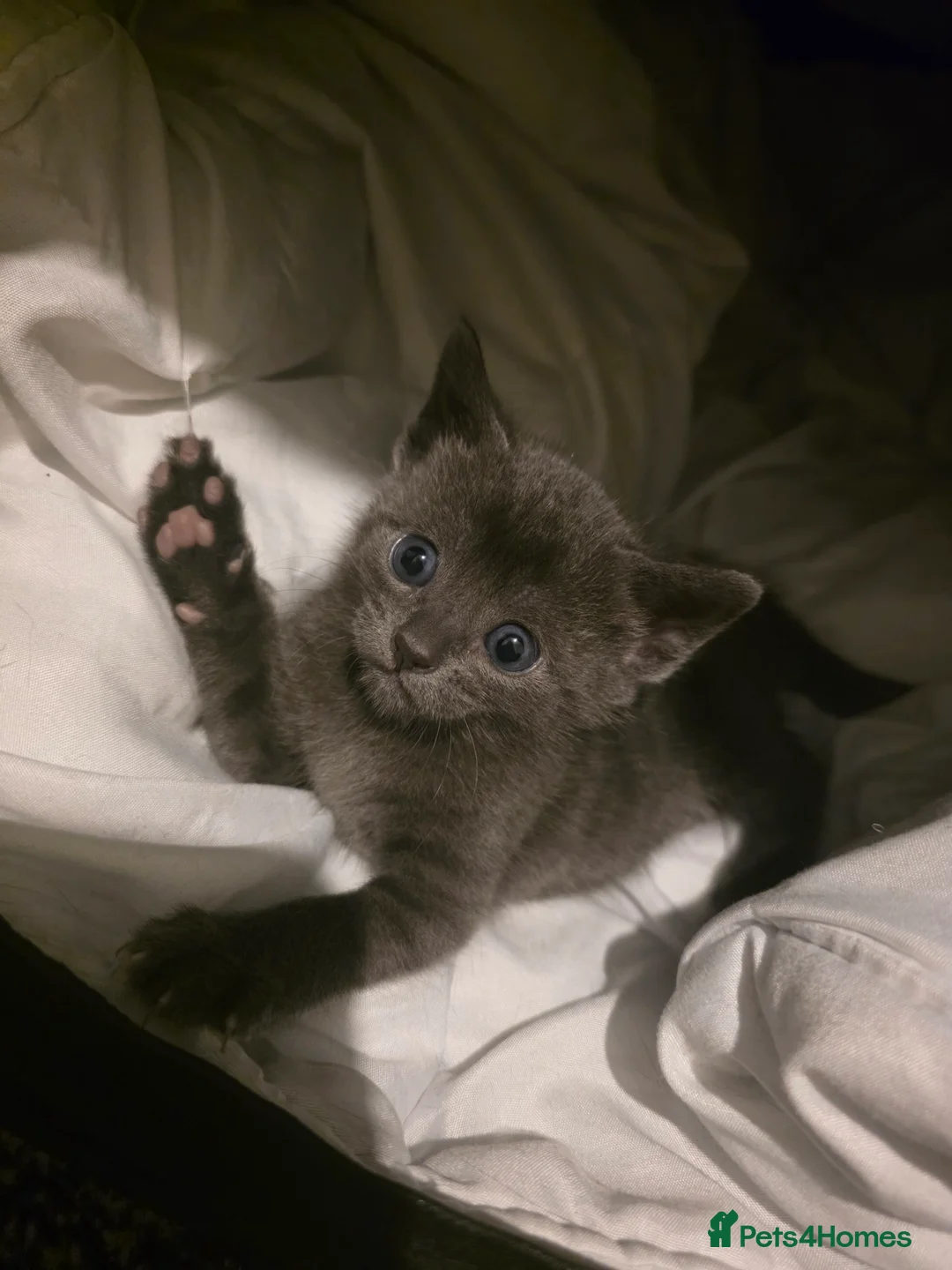 Chartreux cats for sale: Female chartreux kitten in Nottingham - Advert 2