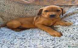 Labrador Retriever dogs for sale: Labrador fox red puppies - Image 1