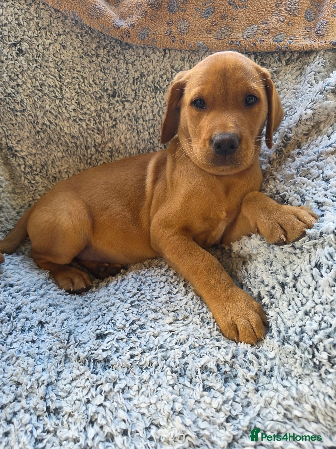Labrador Retriever dogs for sale: Labrador fox red puppies - Image 1