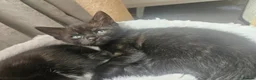 Mixed Breed cats for sale: All black girl - Advert 7