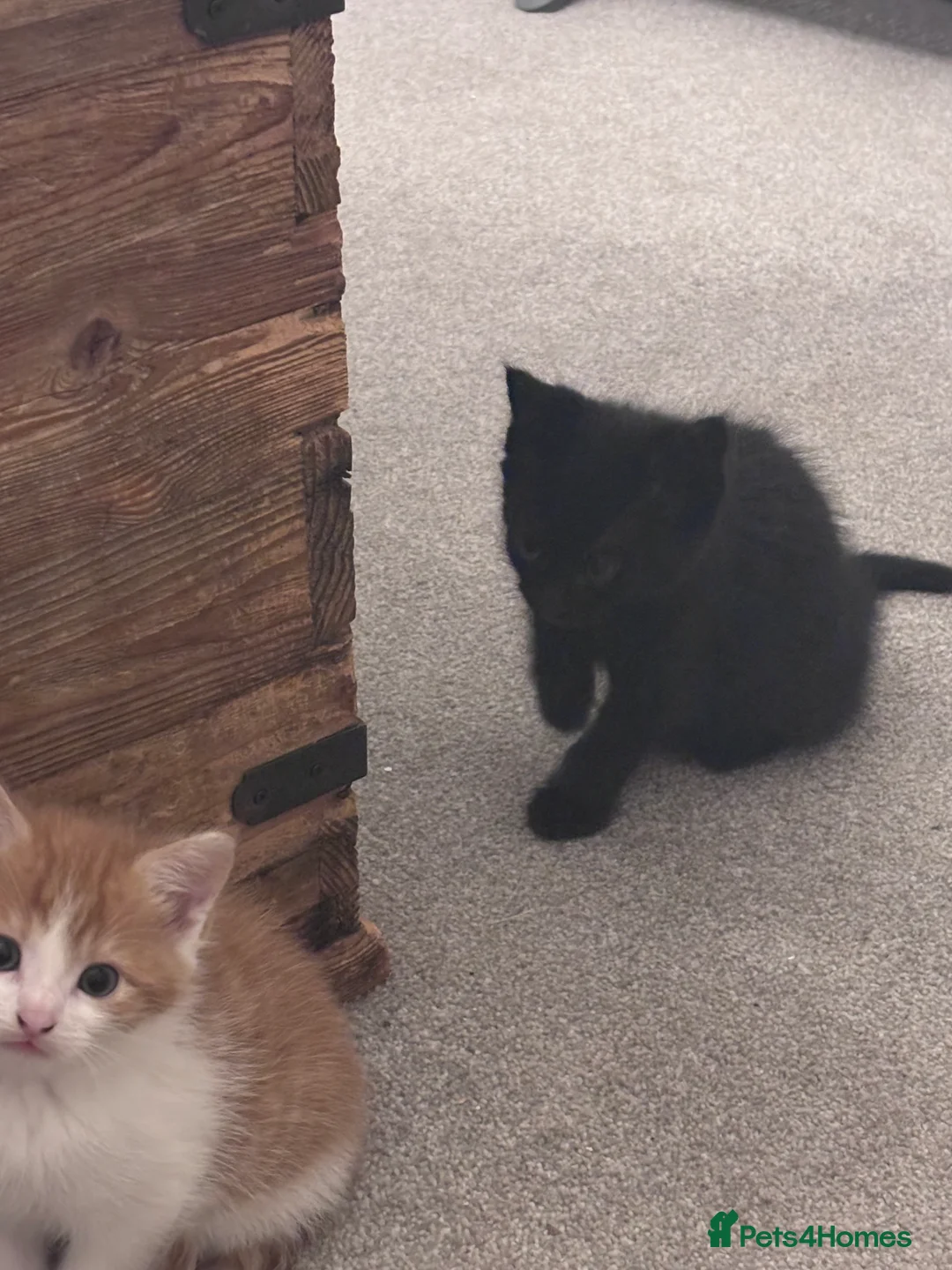 Mixed Breed cats for sale: Gorgeous moggy kittens for sale  - Advert 10