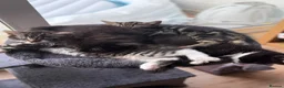 Domestic Shorthair cats for sale: Two beautiful girls  - Advert 7