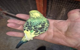 Budgerigars birds for sale:  Young Budgies  - Image 2