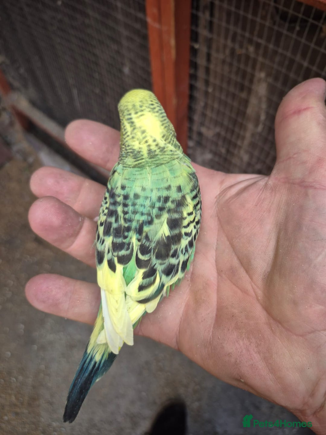 Budgerigars birds for sale:  Young Budgies  - Image 2