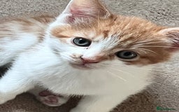 Domestic Shorthair cats for sale: Three kittens for sale £60 each!  - Advert 2