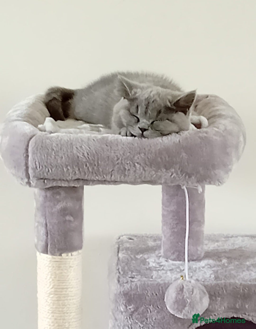 British Shorthair cats for sale: Male British Shorthair - Image 2