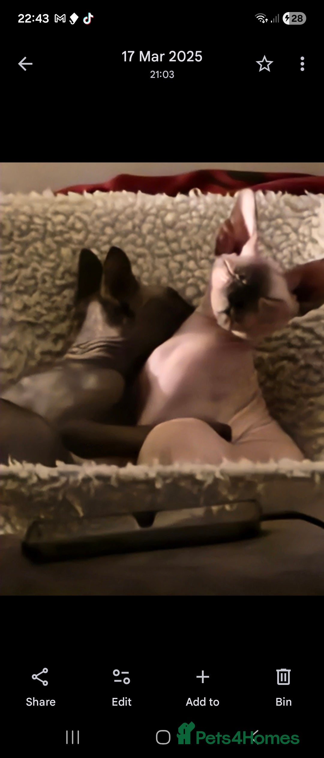 Sphynx cats for sale: 1 year old male sphynx  - Advert 11