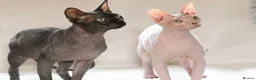 Sphynx cats for sale: Sphynx Kittens   - Advert 6