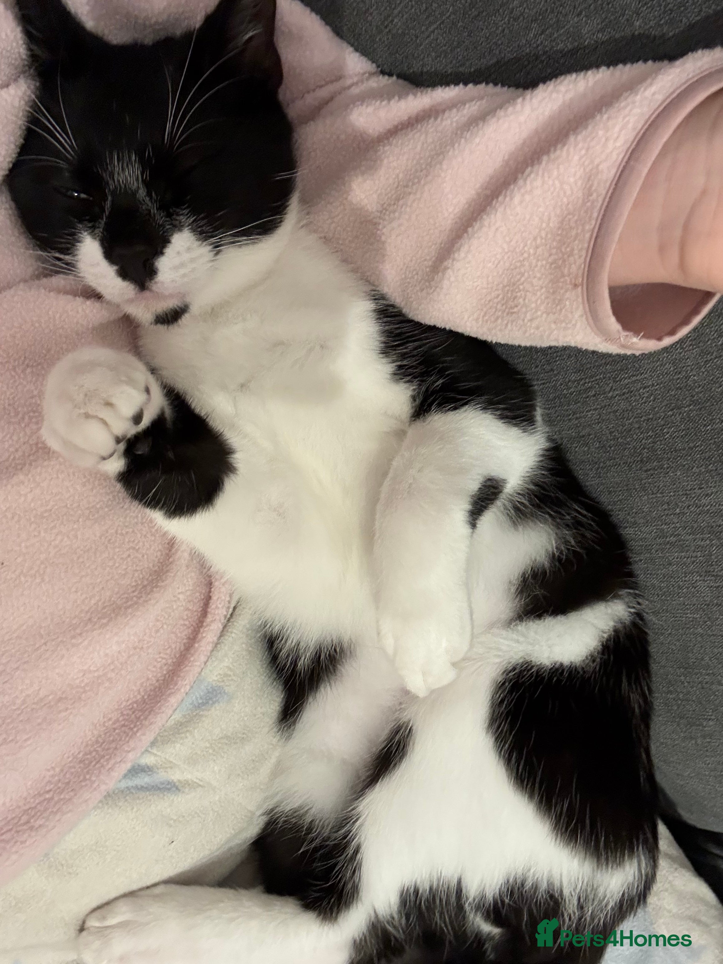 Mixed Breed cats rehoming my boy ASAP - Advert 1