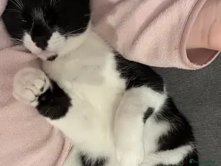 Mixed Breed cats rehoming my boy ASAP - Advert 19