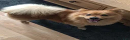 Mixed Breed dogs for adoption: Scotland:💙DEXTER💙ACTIVE,PLAYGUL, LOVING   - Advert 8