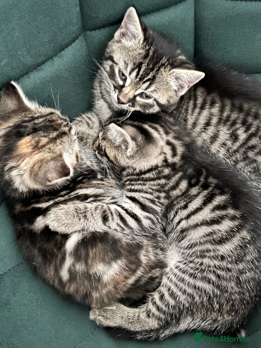 Mixed Breed cats for sale: Purr-fectly adorable playfull kittens - Advert 1