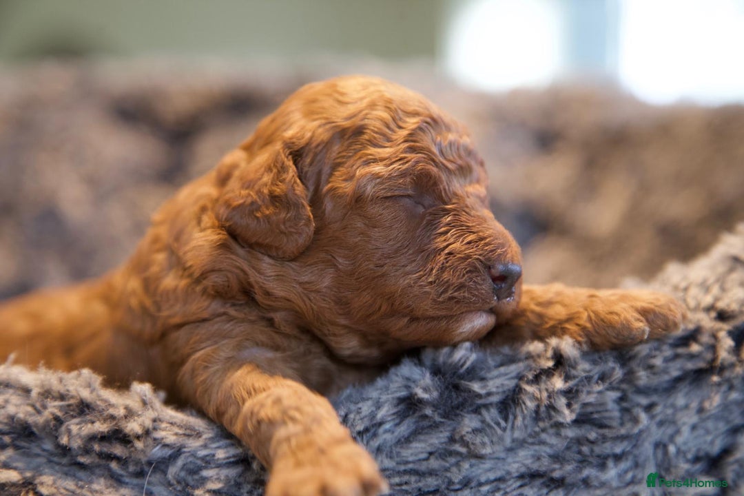 Cavapoo dogs for sale: Gorgeous F1B Fox Red Cavapoo Puppies - Image 9