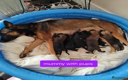 Belgian Shepherd Dog dogs for sale: 6 adorable Belgian malinois puppy's for sale  - Image 6