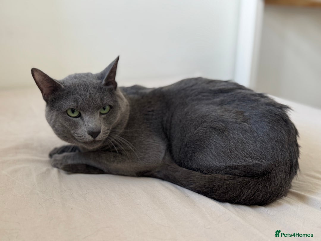 Russian Blue cats for stud: Russian Blue for Stud  - Image 1