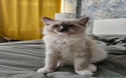 Ragdoll cats for sale: Adorable Kittens Looking for Their Forever Home - Image 3