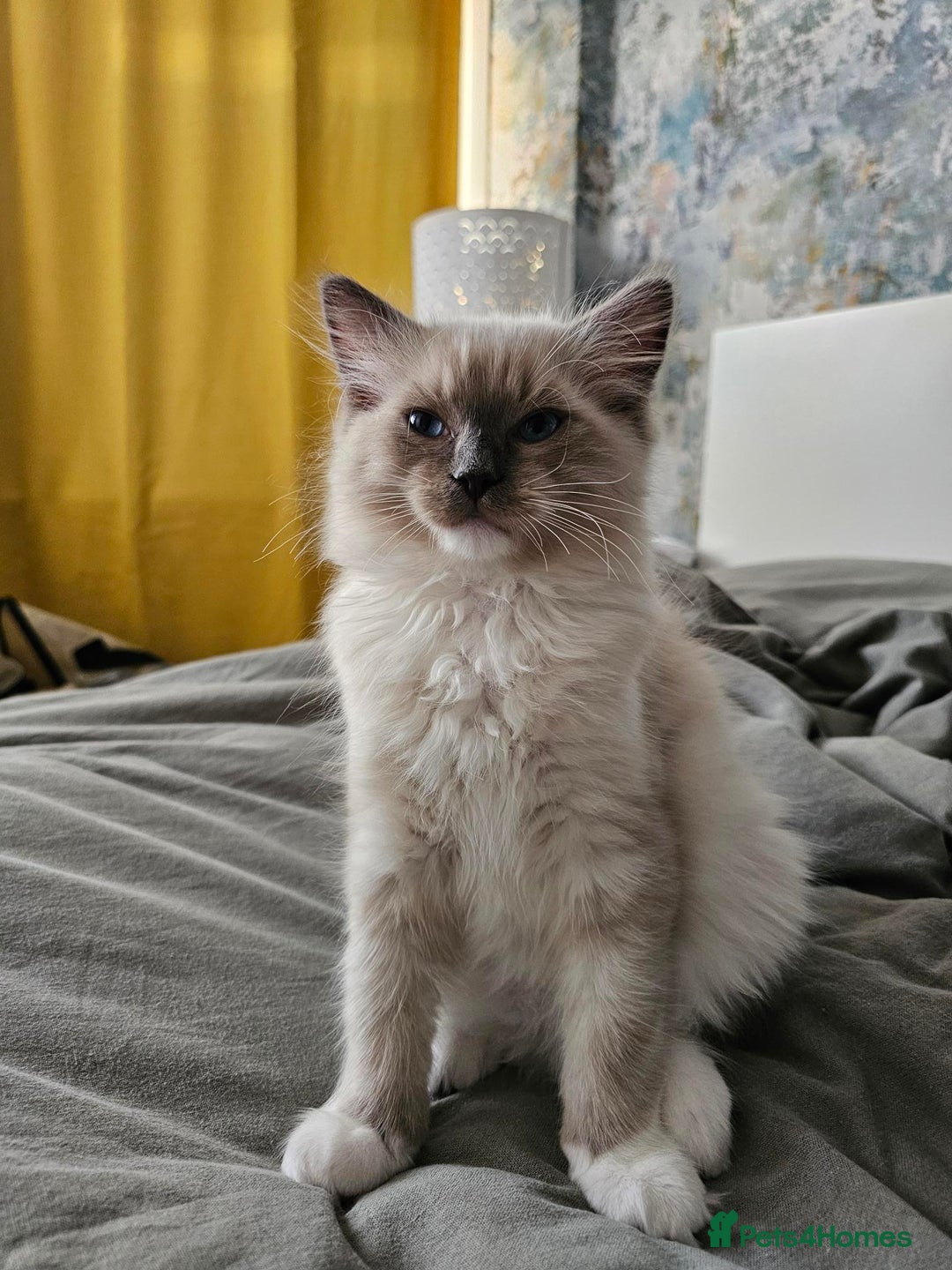 Ragdoll cats for sale: Adorable Kittens Looking for Their Forever Home - Image 3