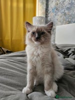 Ragdoll cats - Advert 3