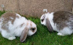 Mini Lop rabbits for sale: Gorgeous Mini lop babies looking for new homes - Image 35