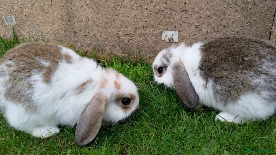 Mini Lop rabbits for sale: Gorgeous Mini lop babies looking for new homes - Image 35