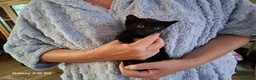 Mixed Breed cats for sale: 3 littens in Lowestoft - Advert 2