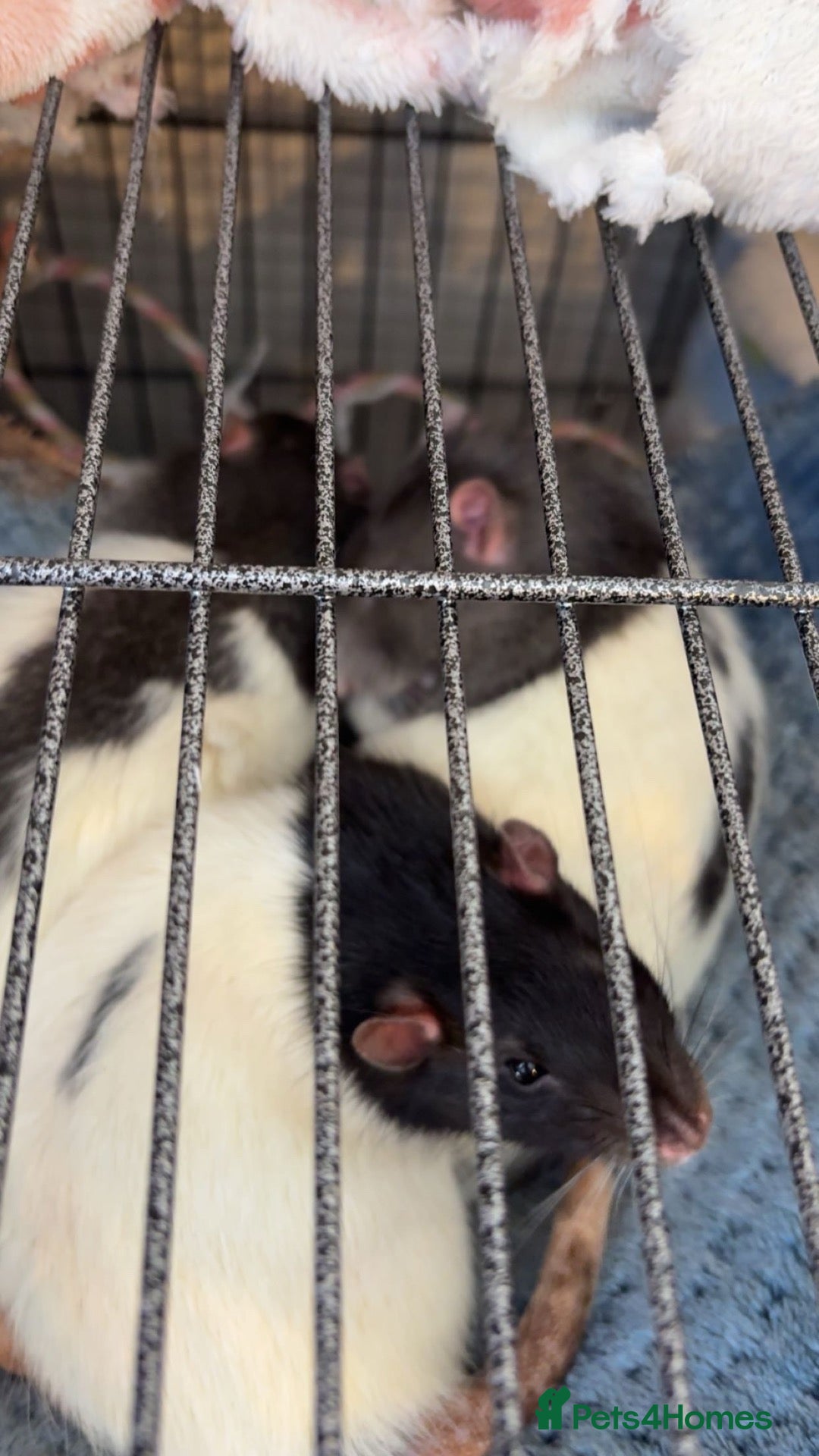Rat rodents 3 male rats (fully bonded) - Advert 3