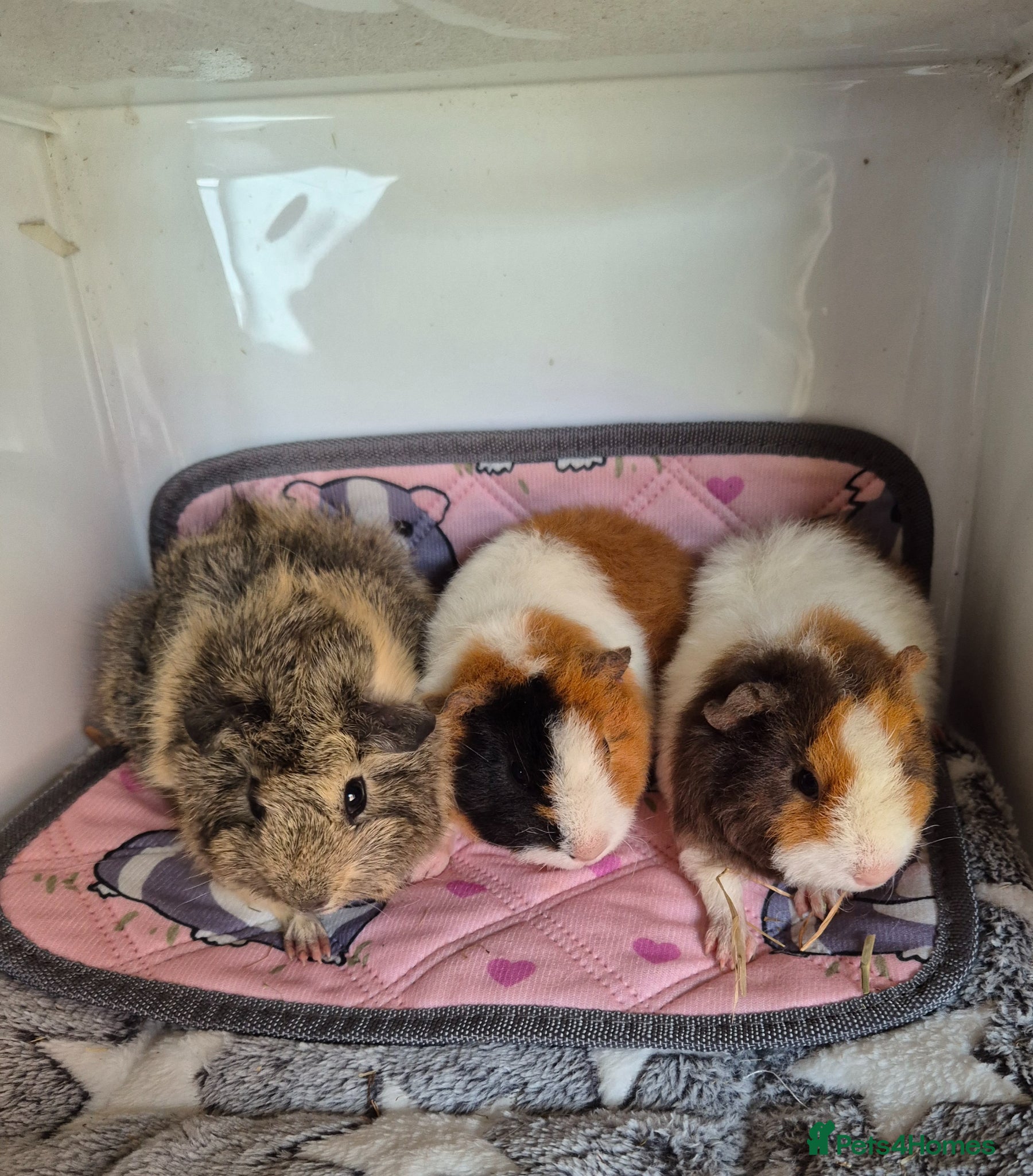 Guinea Pig rodents Female Baby Guinea Pigs Teddies Funkies Smooths - Advert 7