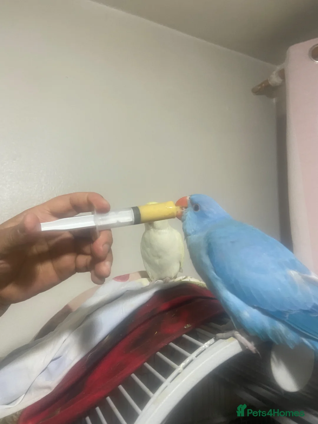 Parrots birds for sale: Ring neck  in Leicester - Advert 13