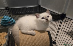 British Shorthair cats for sale: 1 FEMALE LEFT BRITISH SHORTHAIR KITTENS  - Image 15