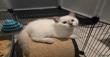 British Shorthair cats - Advert 15