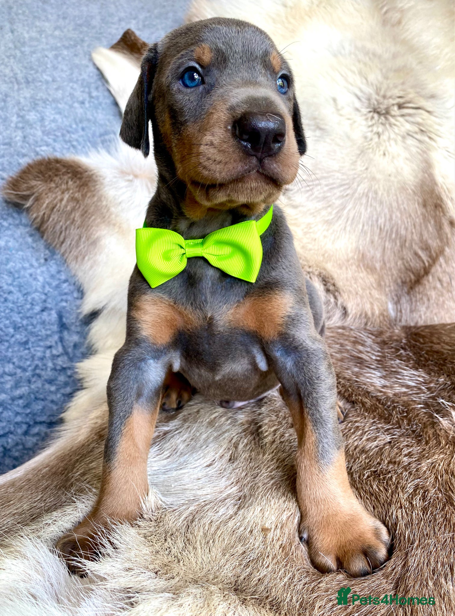 Dobermann dogs for sale: *KC REGISTERED* HEALTH TESTED DOBERMAN PUPPIES - Advert 31