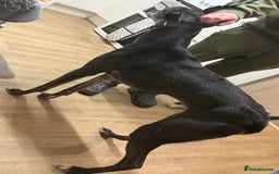 Lurcher dogs for sale: 5 year old lurcher  - Image 3